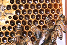 Desaparecimento de abelhas no hemisfrio norte intriga cientistas