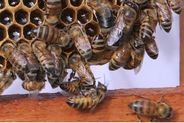 RECEITA: Mel de abelha e canela
