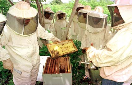Produo de mel na Bahia ser implementada 